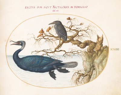 Plate 23: En Brandts skarv med en juvenil kronet natthegre av Joris Hoefnagel