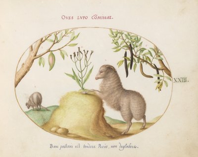 Plate 23: En fet-hale sau, en sau med en lang hale, en "Cassia purgatrix" og andre planter av Joris Hoefnagel