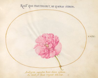 Tallerken 24: Rosa rose av Joris Hoefnagel