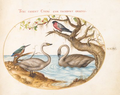 Plate 24: To svaner, en isfugl og en oksefink av Joris Hoefnagel