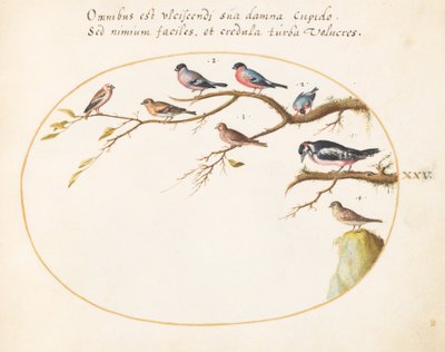 Plate 25: Stor flekkete spett, oksefugl, spurver og andre fugler av Joris Hoefnagel