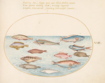 Plate 25: Middelhavsregnbueleppefisk, annen leppefisk, en svalhaleabbor(?), flere "Anthiae" og andre fisker av Joris Hoefnagel