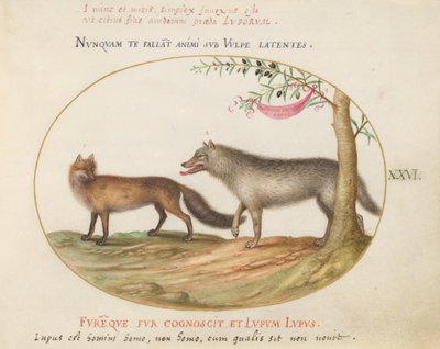 Plate 26: En rødrev og en ulv av Joris Hoefnagel