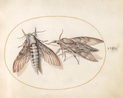 Plate 26: To Hawk Moths av Joris Hoefnagel