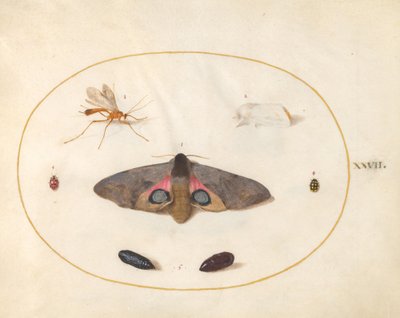 Plate 27: To møll, to chyrsalider og andre insekter av Joris Hoefnagel