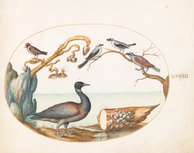 Plate 28: Bramgås med torsk og andre fugler av Joris Hoefnagel