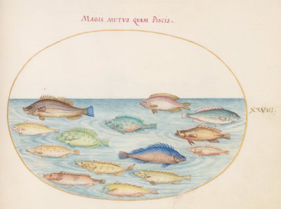 Plate 28: Brasmer(?) og annen fisk av Joris Hoefnagel