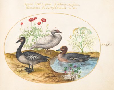 Plate 29: Gjess med valmuer og en Cyclamen av Joris Hoefnagel