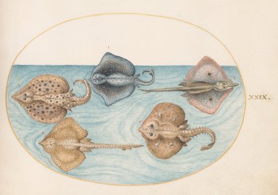 Plate 29: Homelyn Ray og fire andre stråler eller skøyter av Joris Hoefnagel