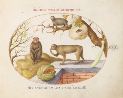 Plate 29: To aper, en "Arctopithecus" (dovendyr?) og frukt av Joris Hoefnagel