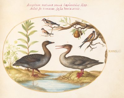 Tallerken 31: And, Merganser og tre gullfinker av Joris Hoefnagel