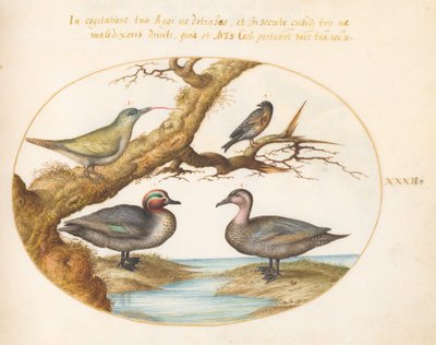 Plate 32: En grønnvinget krikkand, en ung grønn spett og to andre fugler av Joris Hoefnagel