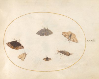 Plate 32: Seks måneder av Joris Hoefnagel