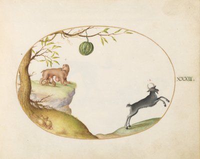 Plate 33: En «Simivulpa» (Opossum?) og en steinbukk av Joris Hoefnagel