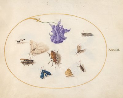 Tallerken 33: Møll og sommerfugl med andre insekter og en akeieblomst av Joris Hoefnagel