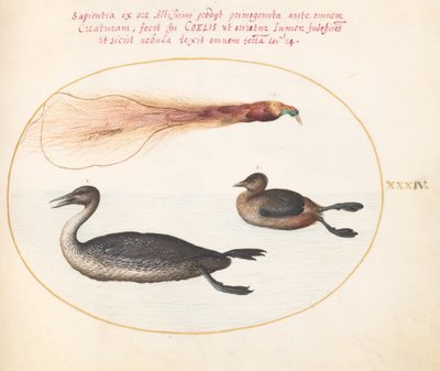 Plate 34: Bird of Paradise med Merganser(?) og Grebe(?) av Joris Hoefnagel
