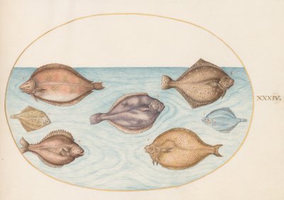 Plate 34: Syv flatfisk av Joris Hoefnagel