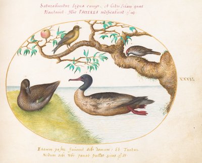 Tallerken 35: Grønnvinget krikkhunn, rødbrystet merganser(?), spurv og en grønnfink(?) av Joris Hoefnagel