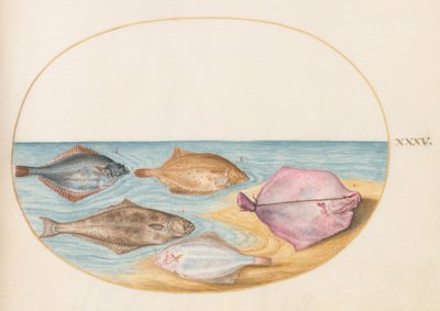 Tavle 35: Undersidene av piggvar(?) og andre flatfisk av Joris Hoefnagel