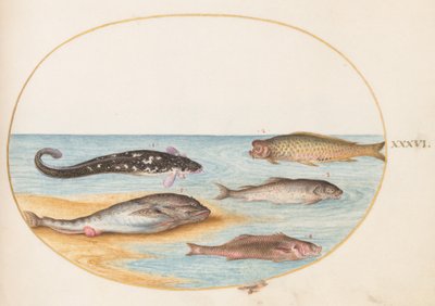 Tallerken 36: Fem fisk, inkludert karpe(?) av Joris Hoefnagel