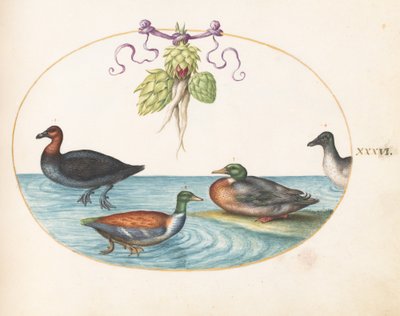 Tallerken 36: Rødbryst Merganser, Shoveler og to andre vannfugler med artisjokker av Joris Hoefnagel