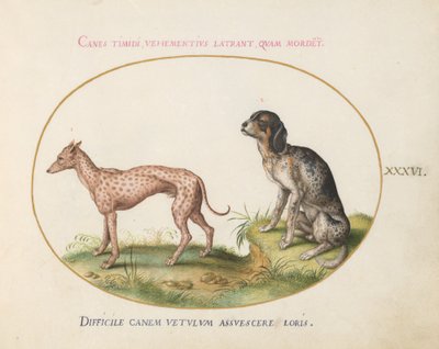 Plate 36: To flekkete hunder av Joris Hoefnagel