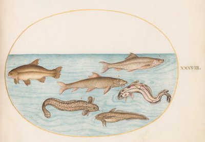 Plate 38: Burbot, Rockling og annen fisk av Joris Hoefnagel
