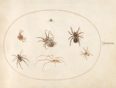 Plate 38: Syv edderkopper av Joris Hoefnagel