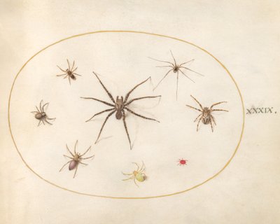 Plate 39: Åtte edderkopper av Joris Hoefnagel
