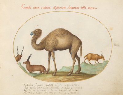 Plate 3: Kamel, steinbukk og geit av Joris Hoefnagel