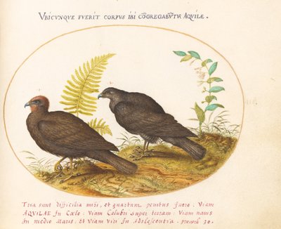 Plate 3: To Hawks av Joris Hoefnagel