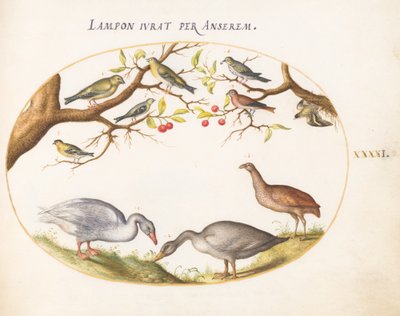 Plate 41: To grågås med sangfugler i et kirsebærtre av Joris Hoefnagel