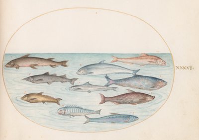 Tallerken 41: Sik(?) og annen fisk av Joris Hoefnagel