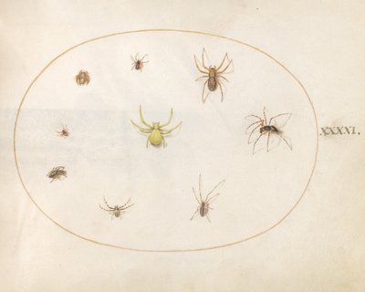 Plate 41: Gul edderkopp omgitt av åtte edderkopper av Joris Hoefnagel