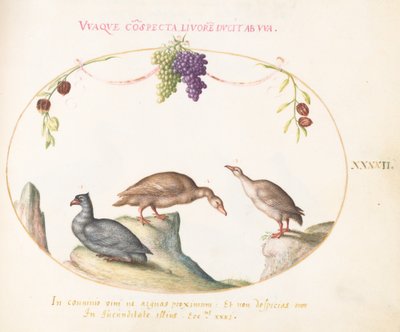 Plate 42: To grågås med en tredje fugl og hengende druer av Joris Hoefnagel