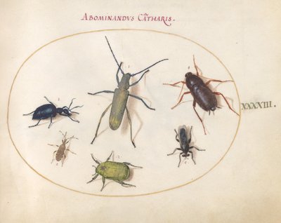 Plate 43: Et gyldenblomstret grått langhorn(?), Tansy Beetle(?), kakerlakk, bladfotkryp og andre insekter av Joris Hoefnagel