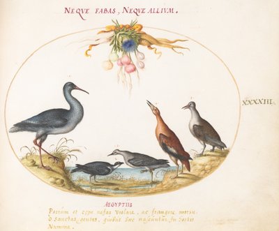 Plate 43: Sandpiper og andre strandfugler som beundrer en krans av blomster av Joris Hoefnagel