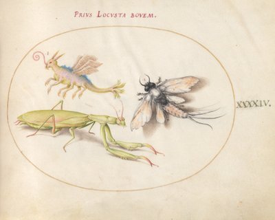 Plate 44: Mantis og Mayfly med et imaginært insekt av Joris Hoefnagel