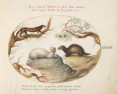 Plate 44: Polecat, Mink og Hermelin av Joris Hoefnagel