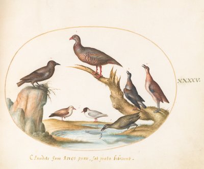Plate 45: Måker og andre fugler på en strand av Joris Hoefnagel