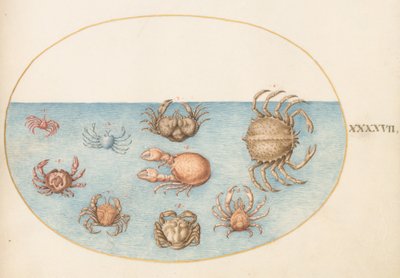 Plate 47: Ni krabber av Joris Hoefnagel