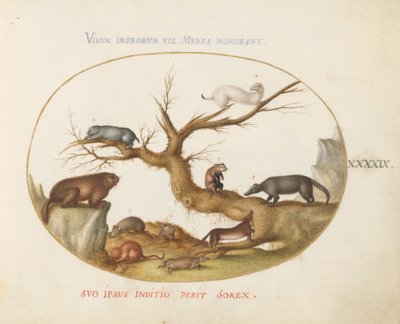 Plate 49: murmeldyr, hamstere, rotte, markmus, spissmus og en Coatimundi av Joris Hoefnagel