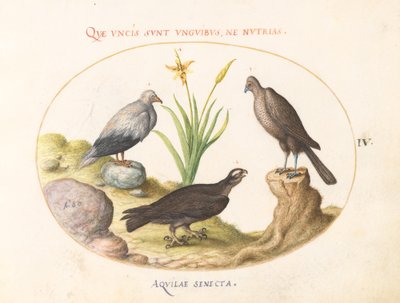 Plate 4: En egyptisk gribb, en nordlig hønsehauk(?), og en "Aquila Heteropod" (korttåørn?) av Joris Hoefnagel