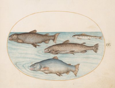 Plate 4: Fire laks av Joris Hoefnagel