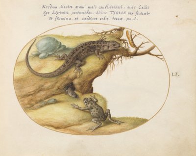 Plate 51: To øgler, en padde eller frosk og en larve av Joris Hoefnagel