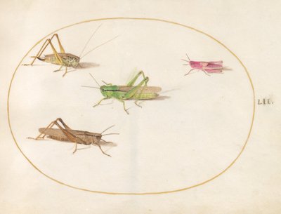 Plate 52: Fire gresshopper av Joris Hoefnagel