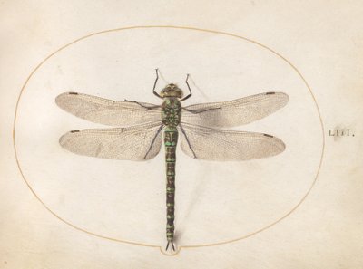 Plate 53: Southern Hawker Dragonfly av Joris Hoefnagel