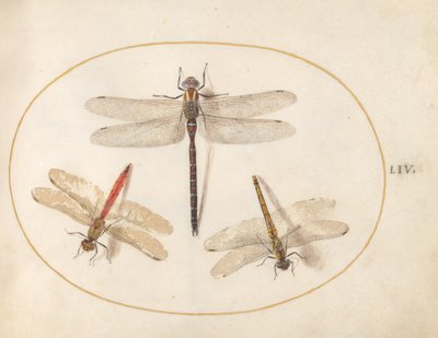 Plate 54: Hårete øyenstikker og to pilkastere av Joris Hoefnagel