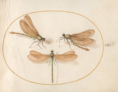 Plate 55: Tre grønne øyenstikkere med brune vinger av Joris Hoefnagel