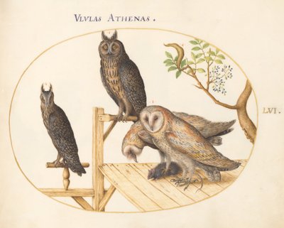 Plate 56: Løvugle med mus, ørnugle(?) og en annen ugle av Joris Hoefnagel